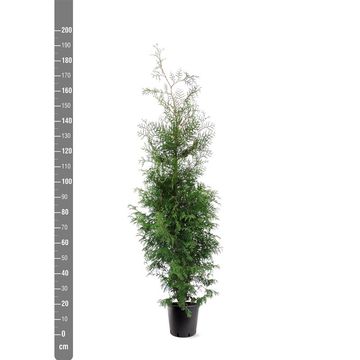 Thuja occidentalis 'Brabant'