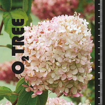 Hydrangea paniculata 'Phantom'