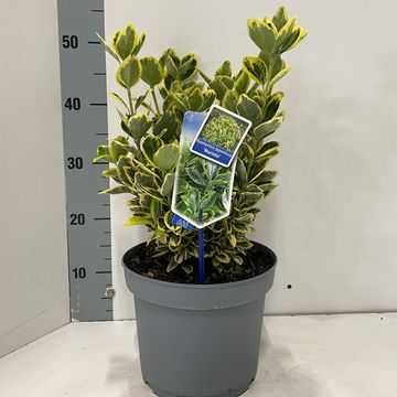 Euonymus japonicus 'Marieke'