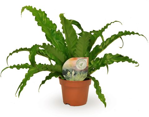 Asplenium antiquum 'Osaka'