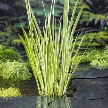 Acorus calamus 'Variegatus'