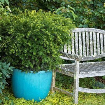 Taxus x media 'Densiformis'