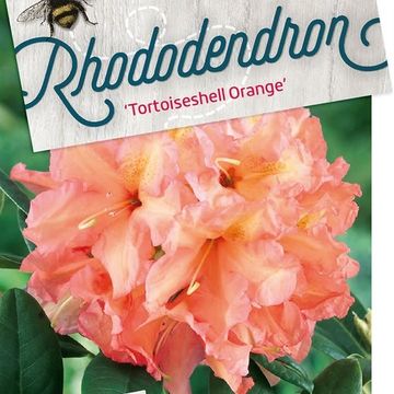 Rhododendron 'Tortoiseshell Orange'