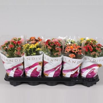 Kalanchoe blossfeldiana CALANDIVA MIX