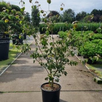 Cornus kousa 'Wieting's Select'