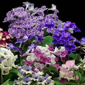 Streptocarpus MIX