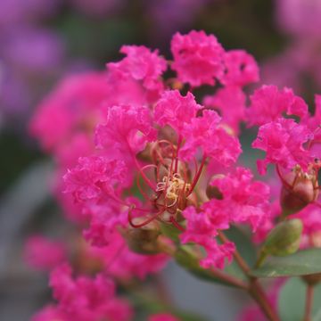 Lagerstroemia indica WITH LOVE KISS