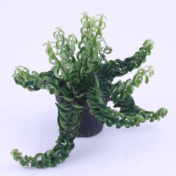 Aeschynanthus 'Twister'