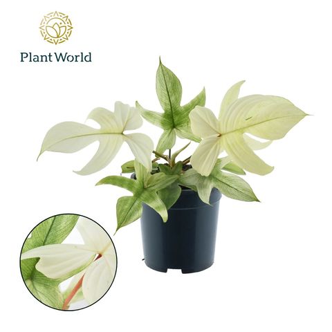 Filodendron FLORIDA GHOST MINT