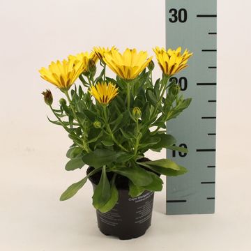 Osteospermum MARGARITA YELLOW