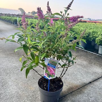 Buddleja davidii BUTTERFLY CANDY LITTLE PINK