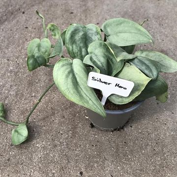 Scindapsus 'Silver Hero'