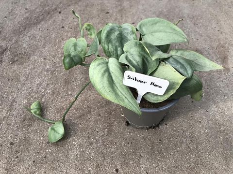 Scindapsus 'Silver Hero'