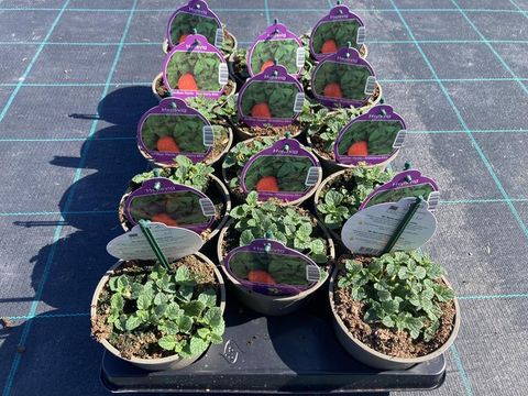 Mentha arvensis 'Strawberry'