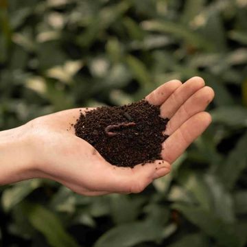 Substrates WORM CASTINGS