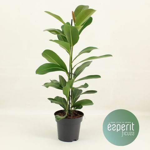 Ficus microcarpa SMILE