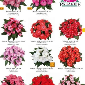 Impatiens PARADISE MIX