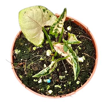 Syngonium 'Godzilla Pink'