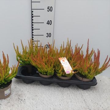 Calluna vulgaris GARDEN GIRLS ZORINA