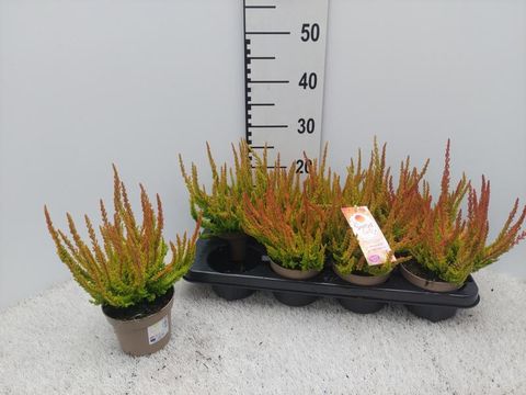 Calluna vulgaris GARDEN GIRLS ZORINA