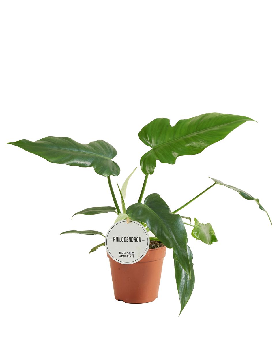 Philodendron 'Golden Dragon'  Plant Wholesale FlorAccess