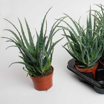 Aloe arborescens