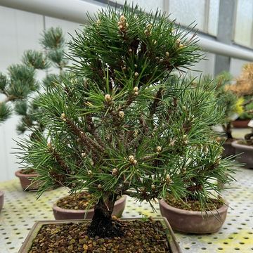 Pinus thunbergii 'Kotobuki'