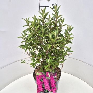 Buddleja davidii 'Royal Red'