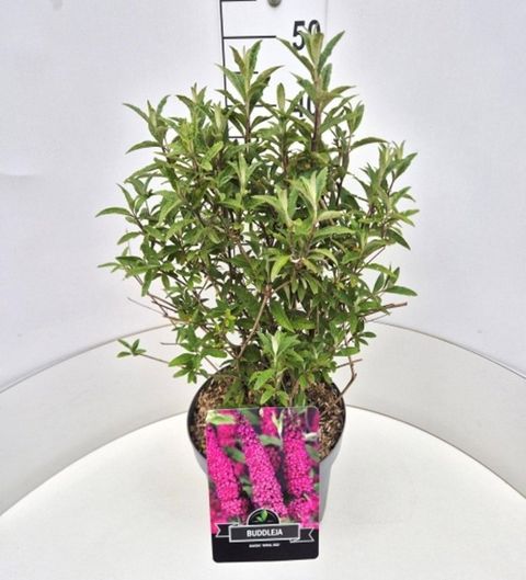 Buddleja davidii 'Royal Red'