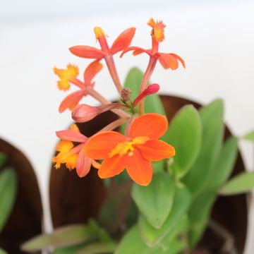 Epidendrum