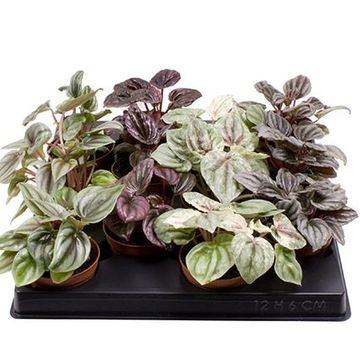 Peperomia caperata MIX