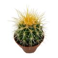 Echinocactus grusonii