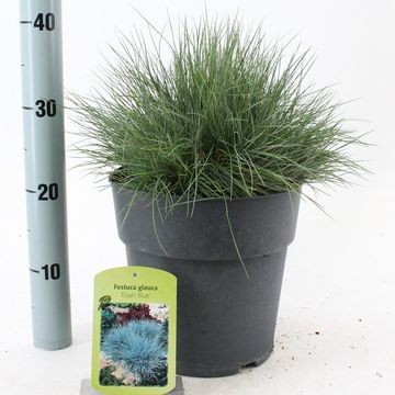 Festuca glauca 'Elijah Blue'