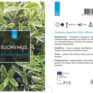 Euonymus japonicus 'Microphyllus Albovariegatus'