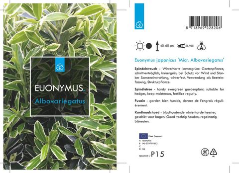 Euonymus japonicus 'Микрофиллус Альбовариегатус'