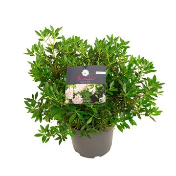 Rhododendron BLOOMBUX PINK