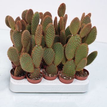 Opuntia microdasys