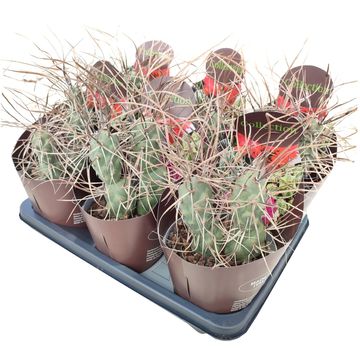 Tephrocactus aoracanthus