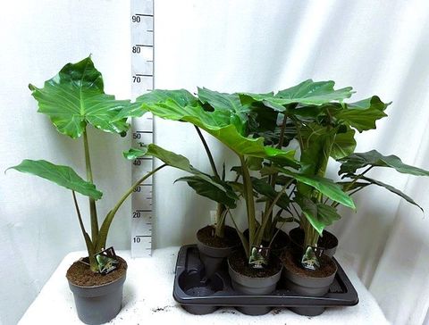 Alocasia 'Portodora'