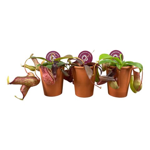 Nepenthes MIX