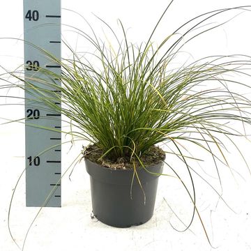 Carex testacea PRAIRIE FIRE COLORGRASS