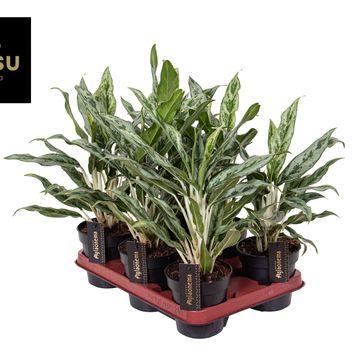 Aglaonema 'Green Surprise'