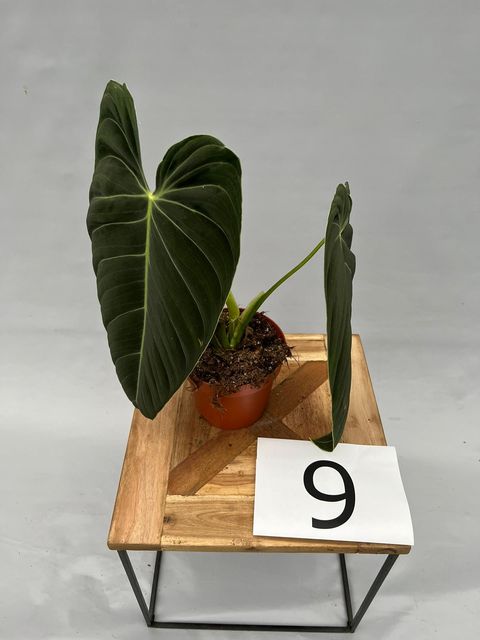 Philodendron melanochrysum