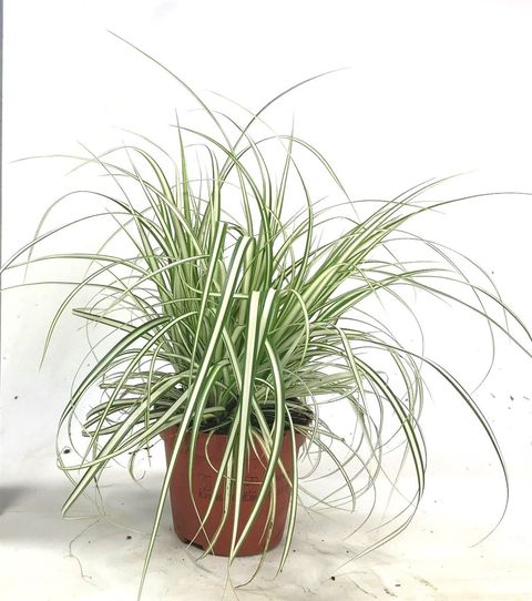 Carex oshimensis 'Evergold'