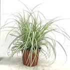 Carex oshimensis 'Evergold'