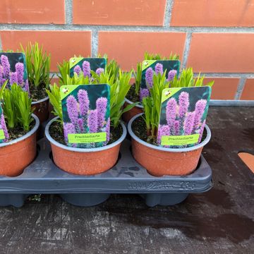 Liatris spicata