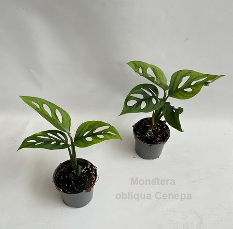 Monstera obliqua 'Cenepa'