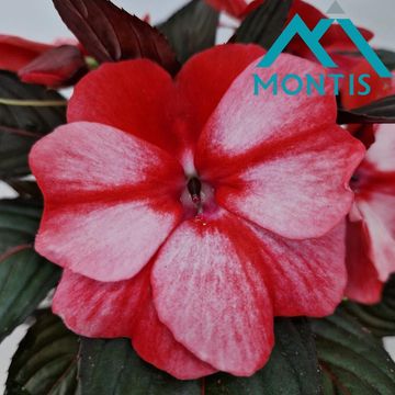 Impatiens COLORPOWER WHITE RED FLAME
