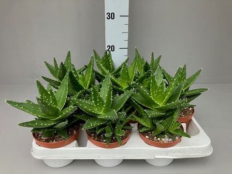 Aloe mitriformis