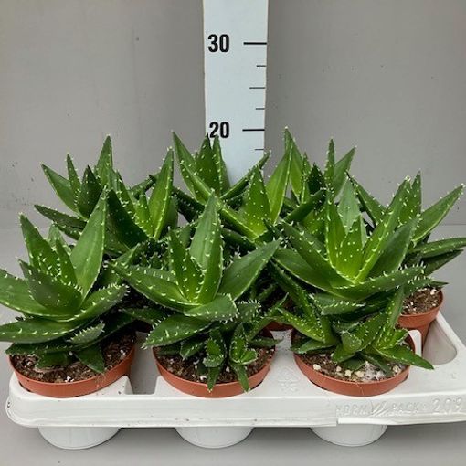 Aloe mitriformis